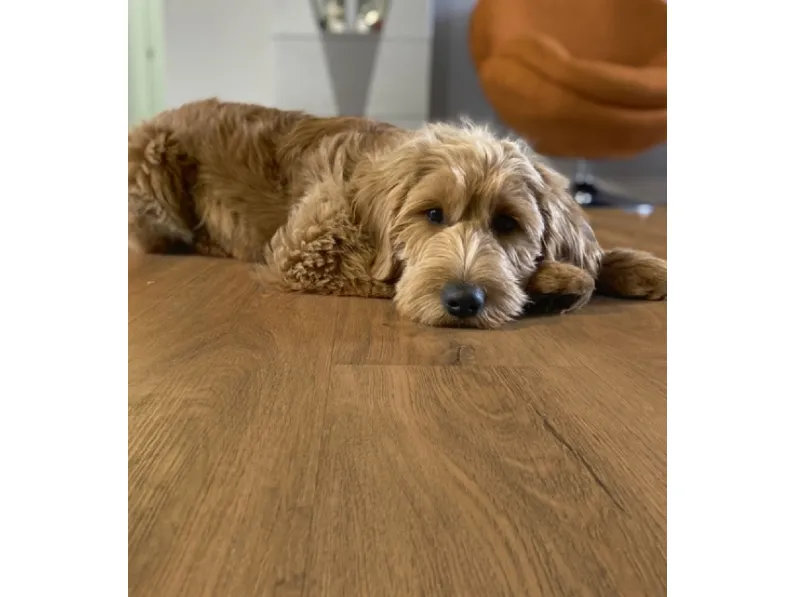 Pavimento Vinilico Solid Power Core Lausanne di Meg Living